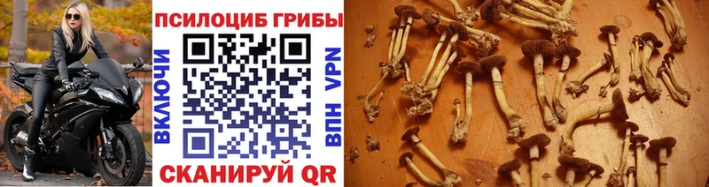 Псилоцибиновые грибы Psilocybe Вихоревка